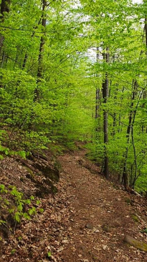 Ferienwohnungen Im Herzen Des Pfaelzerwaldes Elmstein المظهر الخارجي الصورة